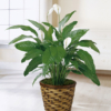 Planta Spathiphyllum en maceta de mimbre en el suelo
