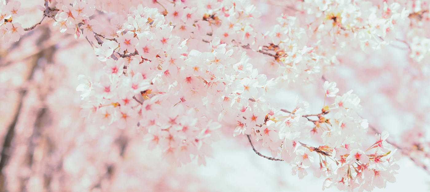 Floristería de Logroño